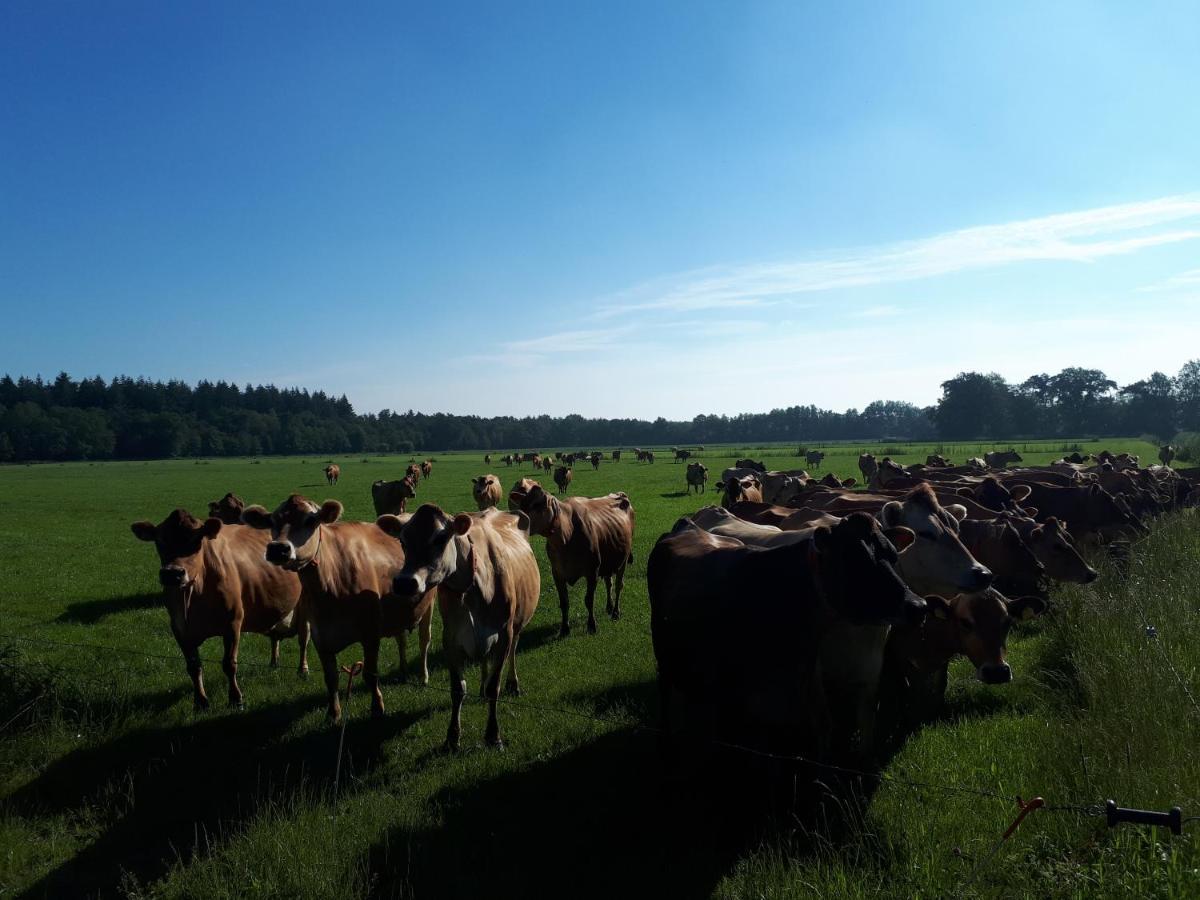 Bed & Breakfast De Hammerhoeve